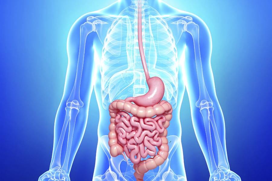 Gut Check: A Comprehensive Guide To Digestion