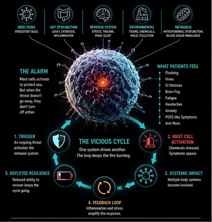 Infographic mapping MCAS triggers, the self-reinforcing cycle of immune activation, and five steps toward restoring regulation.